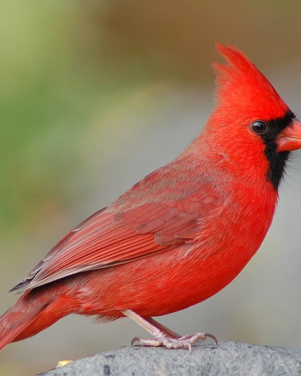 songbirds-north-carolinas-state-bird-how-to-identify-the-northern-cardinal