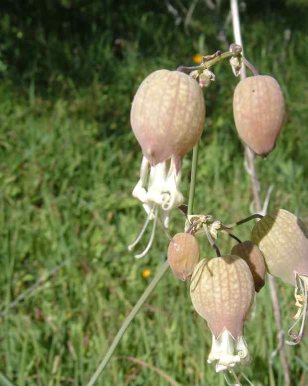 edible-weeds-in-tenerife-some-have-medicinal-properties-too
