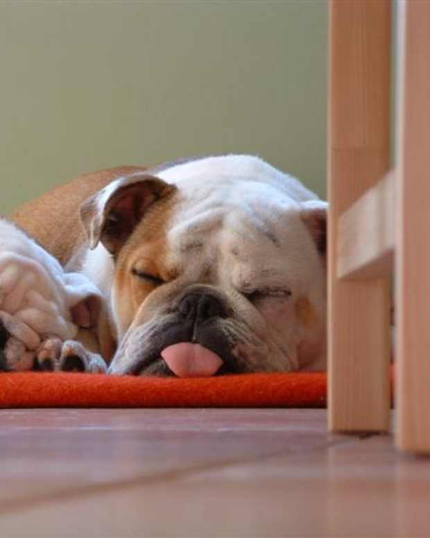 A Guide to English Bulldogs Puppies, Temperament, Diet & More PetHelpful