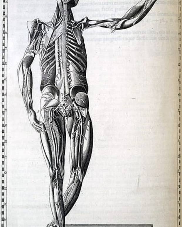 Artificial sweetners may affect the body in unwanted ways.[Human body by Bartolomeo Eustachi (1520?-1574)] 