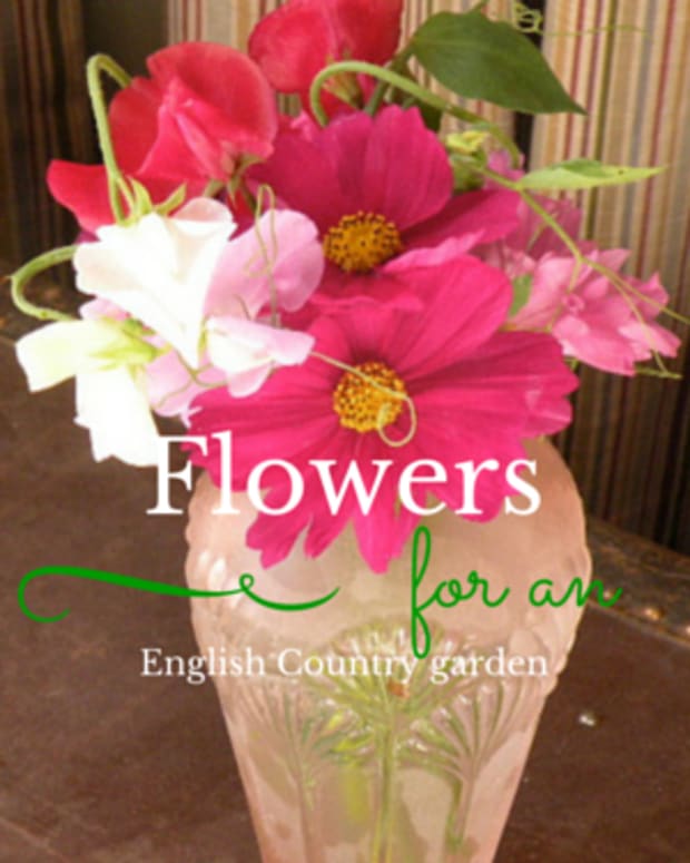 10-flowers-i-love-in-my-cottage-garden