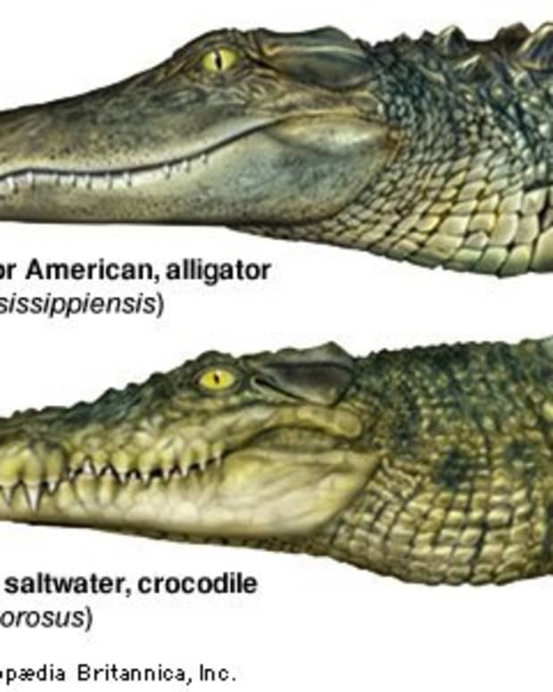 Key Ring Swamp People Alligator New Orleans Louisianna Cajun Creole Voodoo Bayou Genuine Alligator Toe Keychian 
