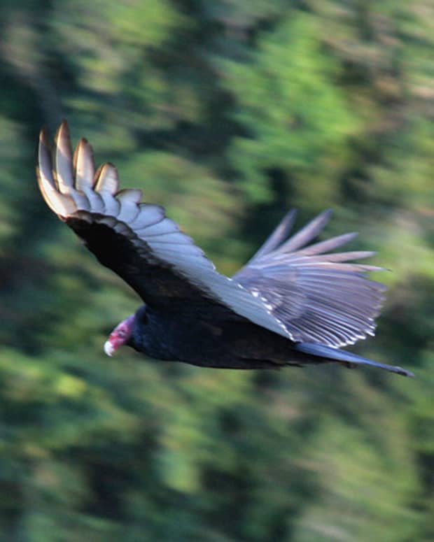 turkey-vultures-and-buzzards