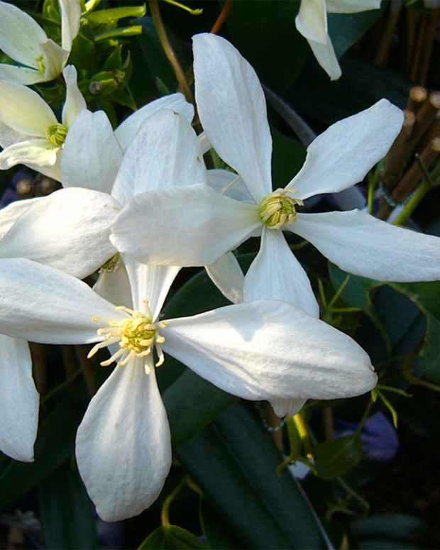 spring-flowering-clematis