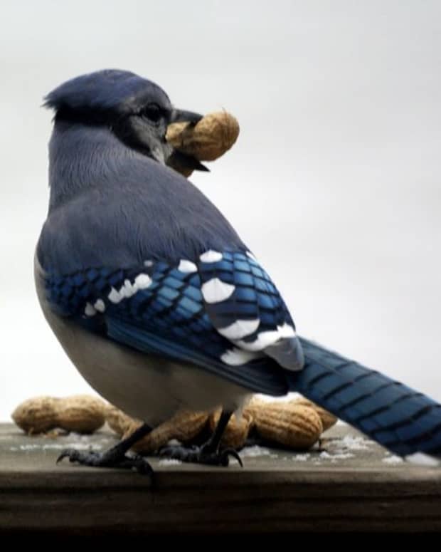 blue-jays-and-the-great-american-backyard-bird-count