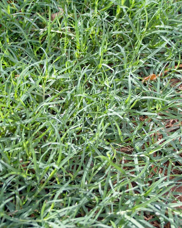 what-is-turf-grass-types-of-turf-grasses