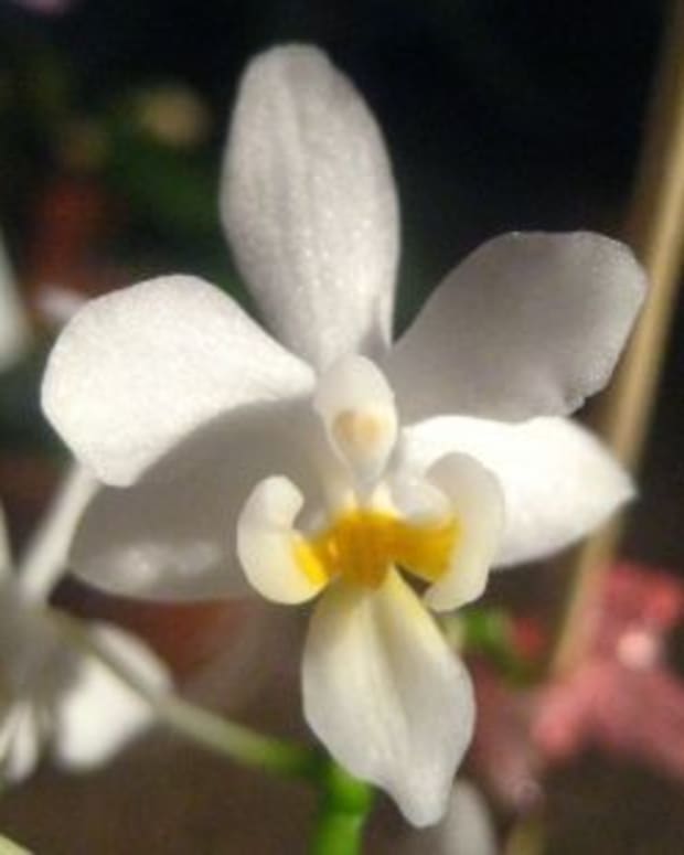 angel_orchids
