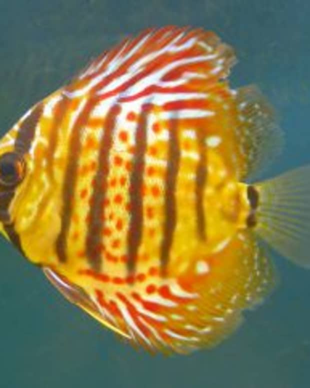 25-best-blogs-covering-aquariums-aquacrists-and-tropical-fish