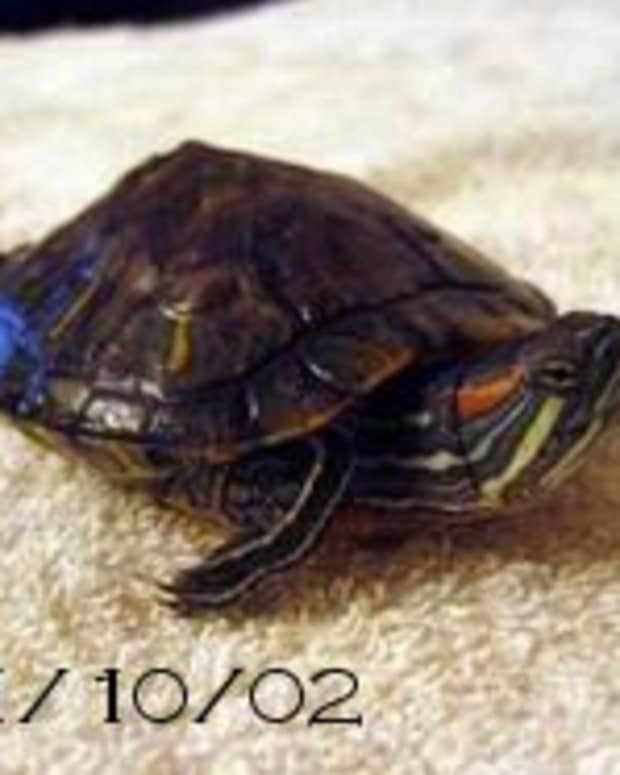 the-x-rated-pet-turtle-they-are-not-for-kids-anymore