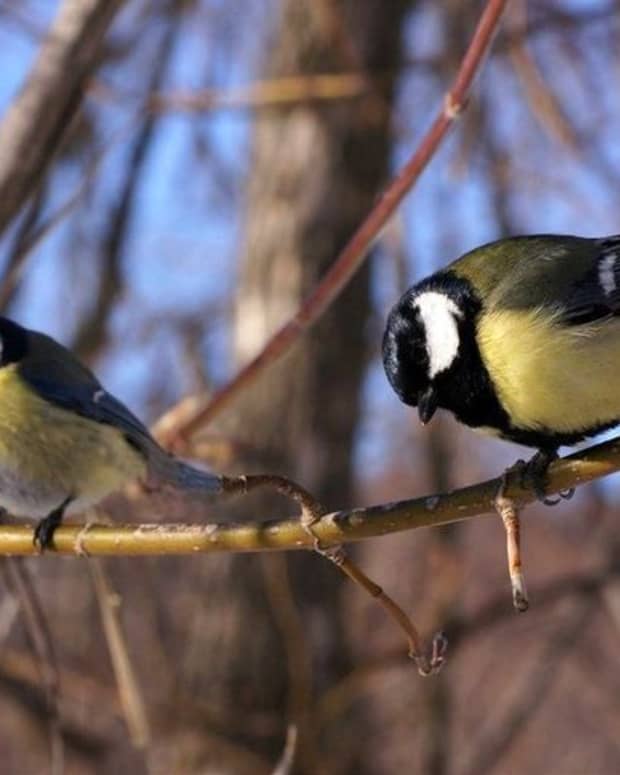 blue-and-great-tits-popular-garden-birds