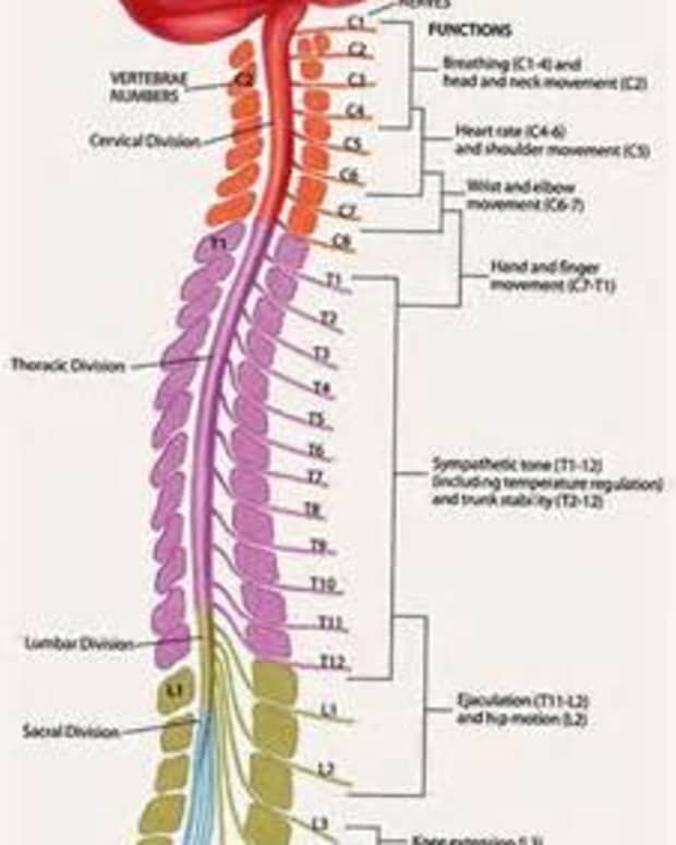 全部关于 - 脊髓和其重要性