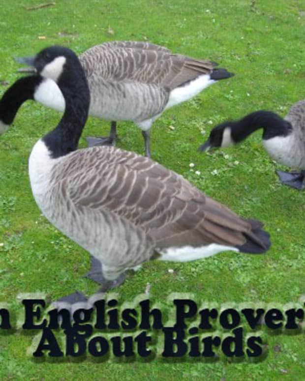 ten-english-proverbs-and-sayings-about-birds