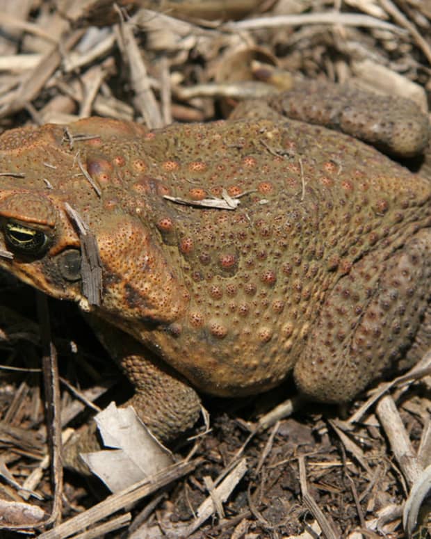 the-cane-toad-australias-greatest-pest