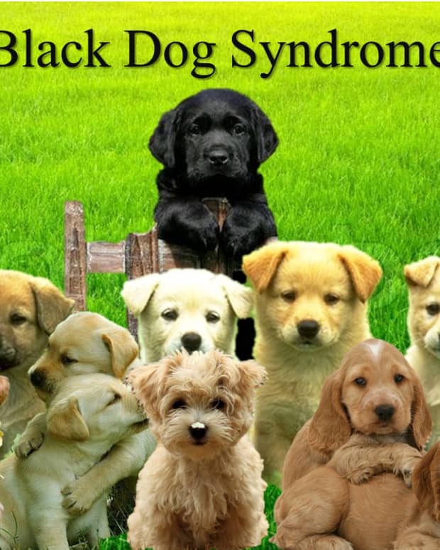 10-superstitions-about-black-dog