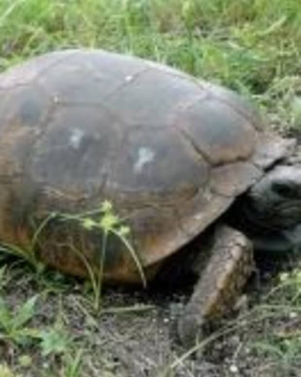 gopher-tortoises-louisiana