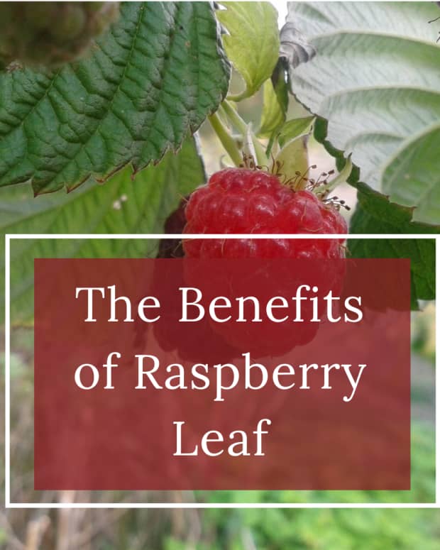 raspberry-leaves-herbal-remedies