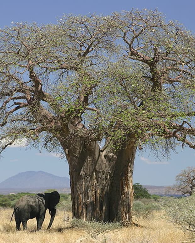 the-baobab-tree