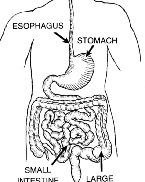 learn-about-digestive-system-for-kids