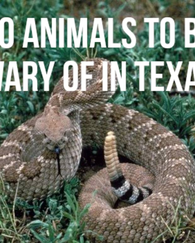 top-10-most-dangerous-animals-in-texas