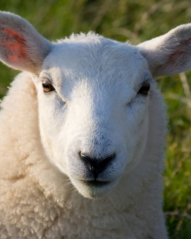 a-new-christian-perspective-the-parable-of-the-lost-sheep