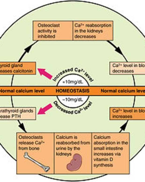 new-osteoporosis-medications