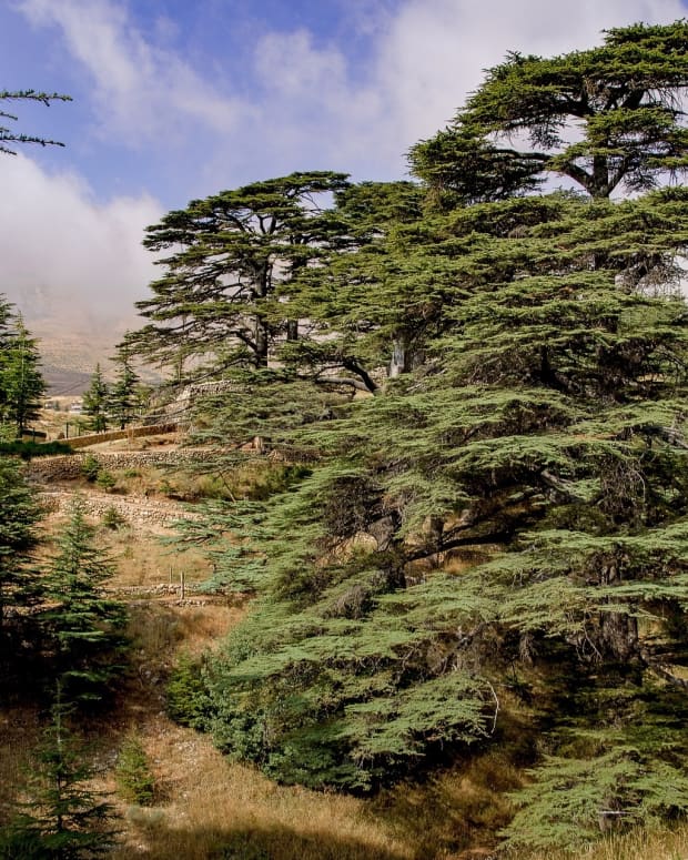 the-cedars-of-the-lord-in-lebanon