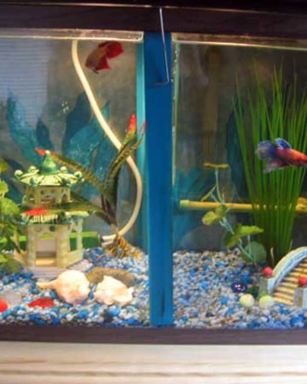 Creating a Beautiful Betta Fish Vase with a Plant - HubPages