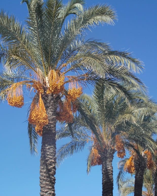 date-palm-tree
