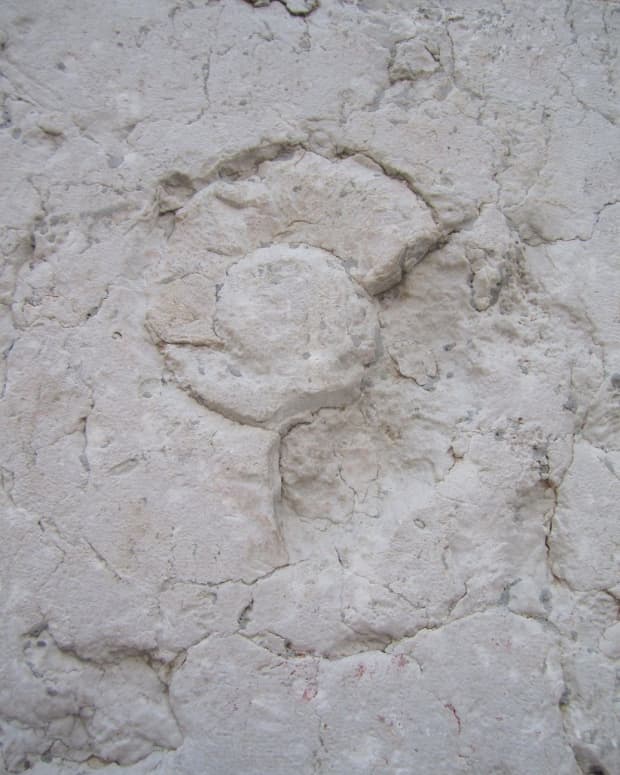 ammonitic-limestone-verona-italy