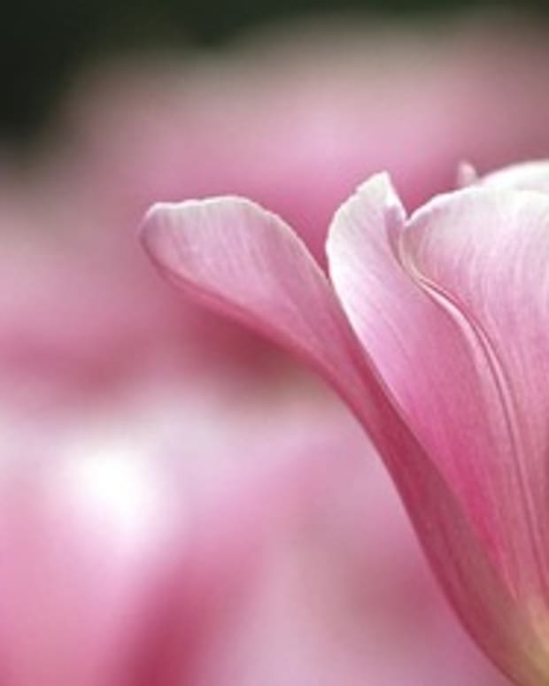 You Mean Everything To Me Quotes Poems Photos Hubpages