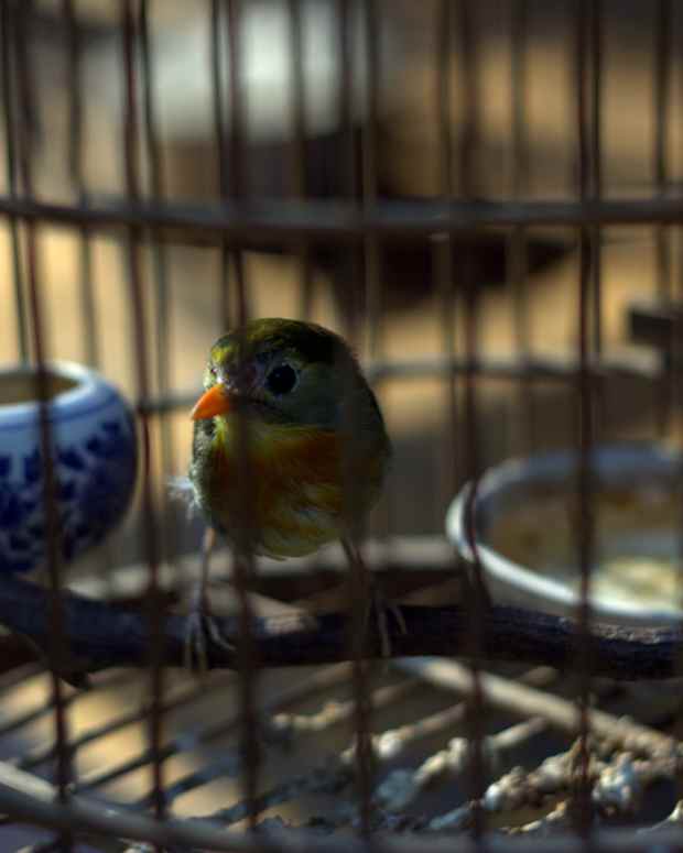 My Experience Having a Pet Duck PetHelpful