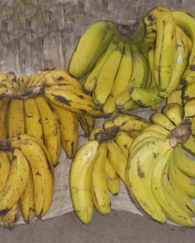 bananas-in-the-life-of-the-kikuyu-people