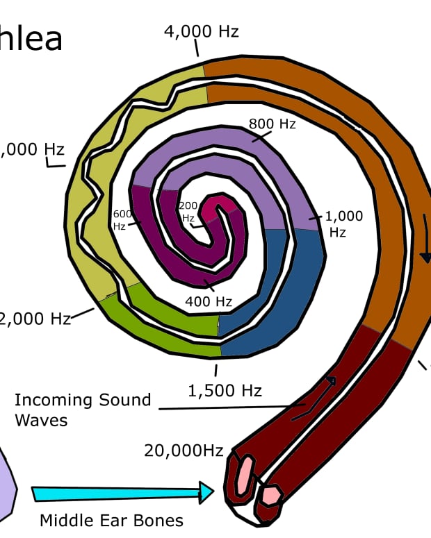 what-is-the-cochlea