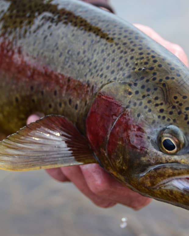 how-to-catch-trout-in-lakes