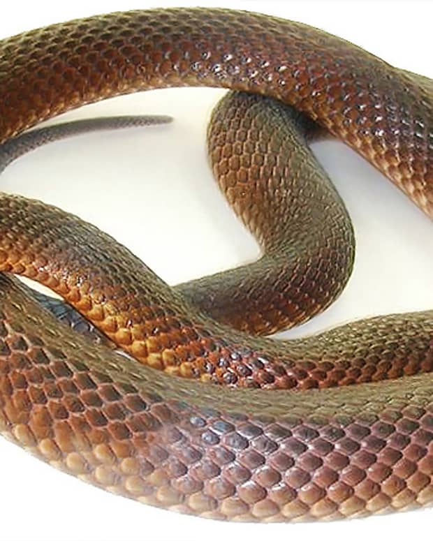 top-10-most-dangerous-snakes-in-australia