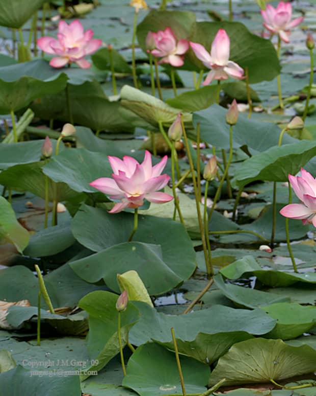 interesting-facts-about-the-lotus-plant