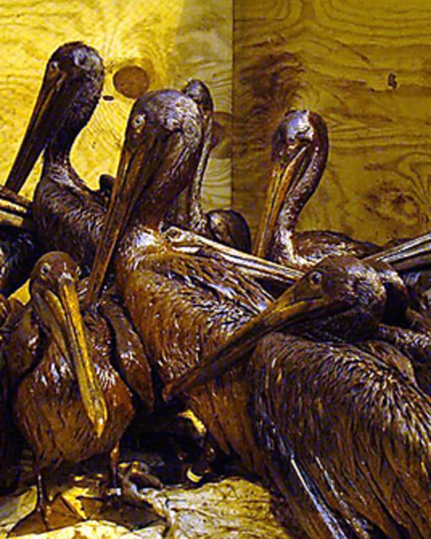 Oil-soaked Pelicans from the Gulf Oil Spill, June 3, 2010