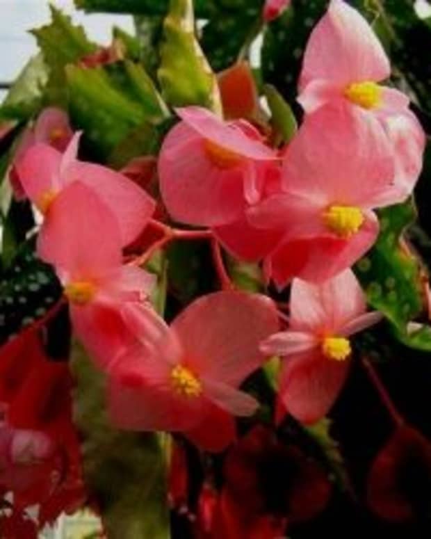 how-to-grow-begonias-from-cuttings