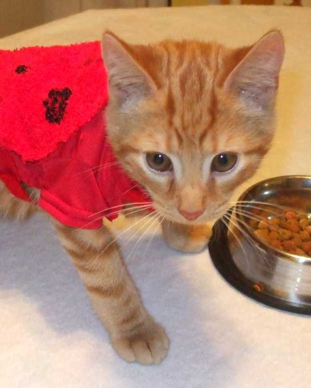 how-to-make-a-halloween-ladybug-costume-for-a-kitten