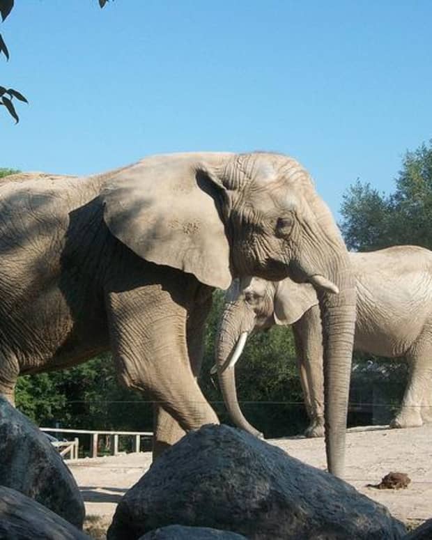 zoo-elephant-controversy-seattle-times