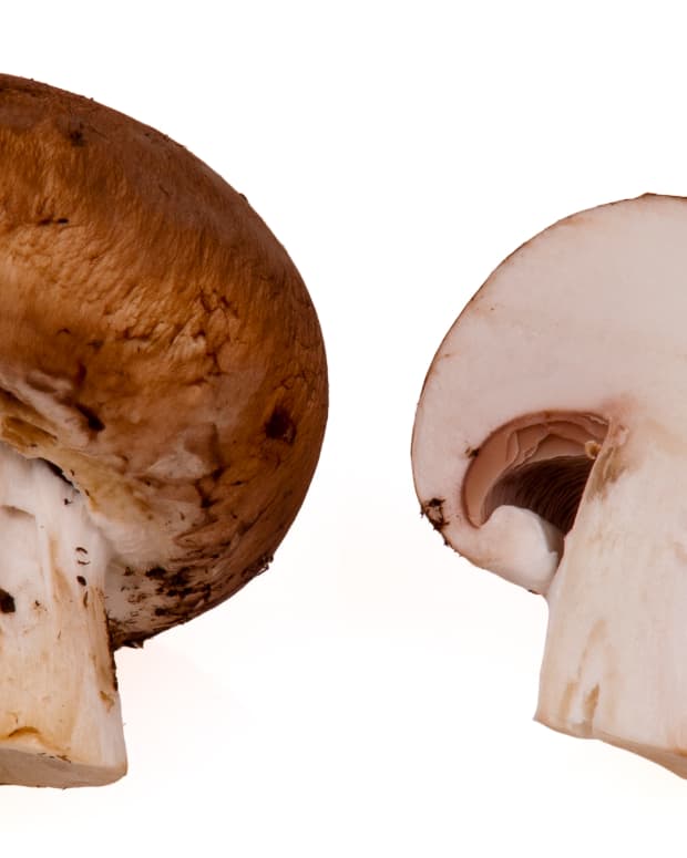 mushrooms-mycotherapy-and-health-benefits