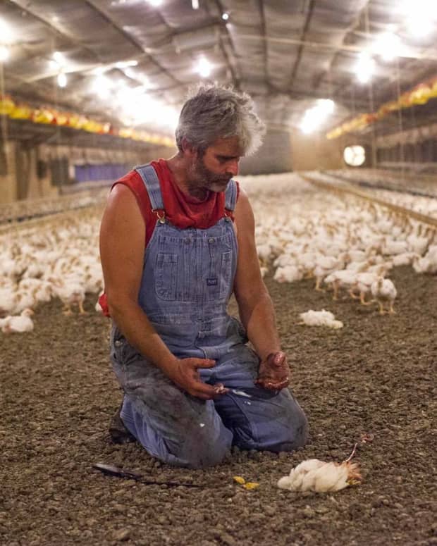 spotlight-on-the-truth-about-humanely-raised-cage-free-chicken-farms-perdue-and-contractors-for-perdue