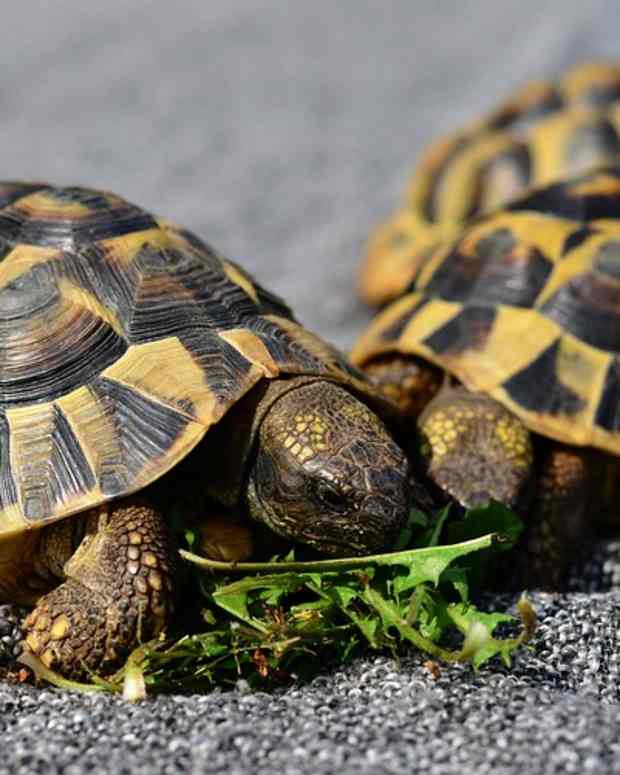 pet-tortoise-types