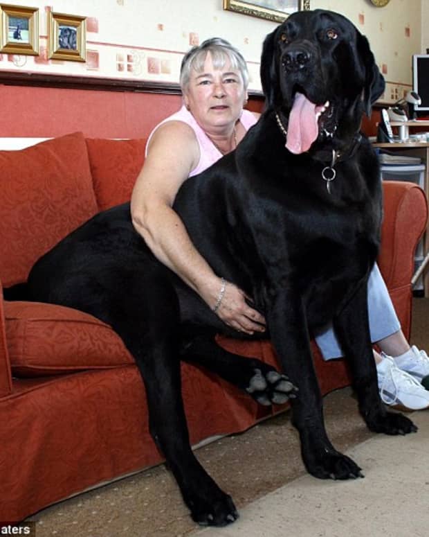 tallest dogs in the world top 10