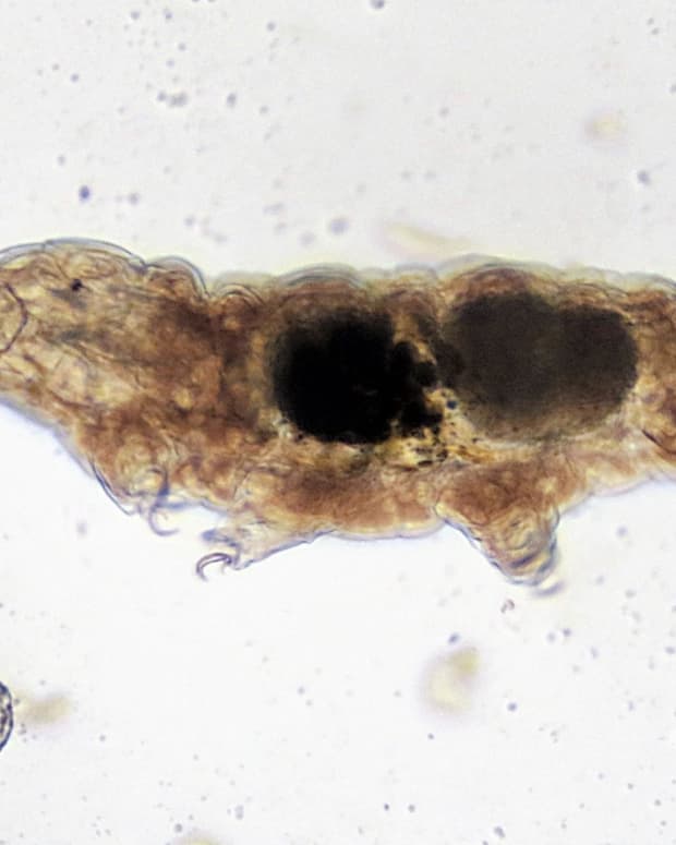 tardigrades-facts-about-strange-water-bears-or-moss-piglets