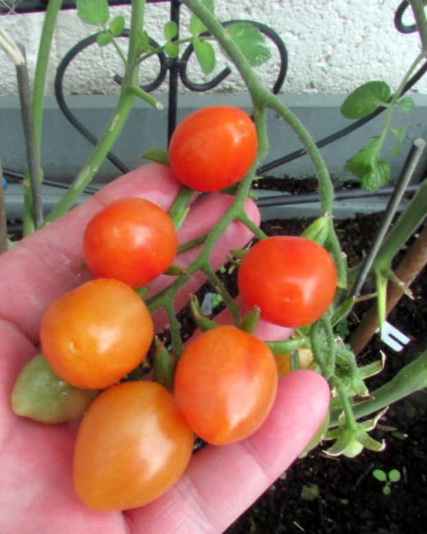 how-to-grow-baby-plum-tomato-plants-from-seeds-in-containers-in-the-garden-best-way-to-water-take-care-of-tomatoes