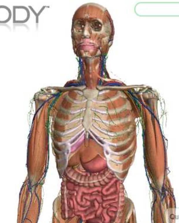 google-body-browser-a-new-3d-medical-browser-application-watch-the-youtube-video
