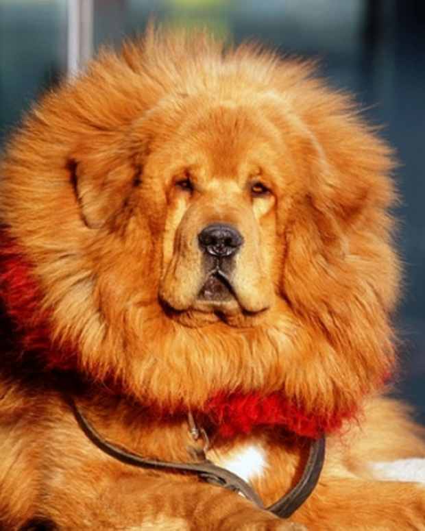 10 Dogs Developed From Tibetan Mastiff Hubpages