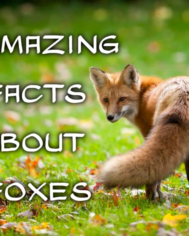 10-amazing-facts-about-foxes
