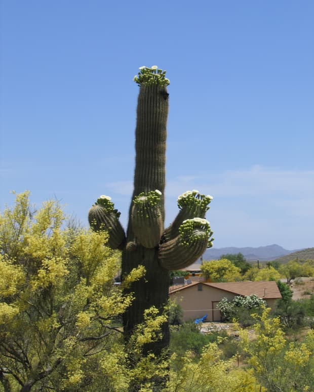 Saguaro in bloom 100 feet from my house